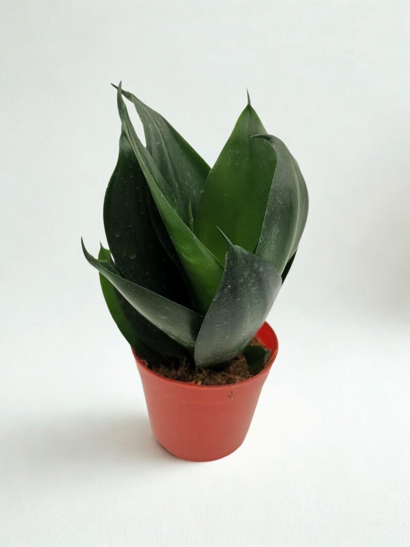 Sansevieria trifasciata 'Black Diamond'