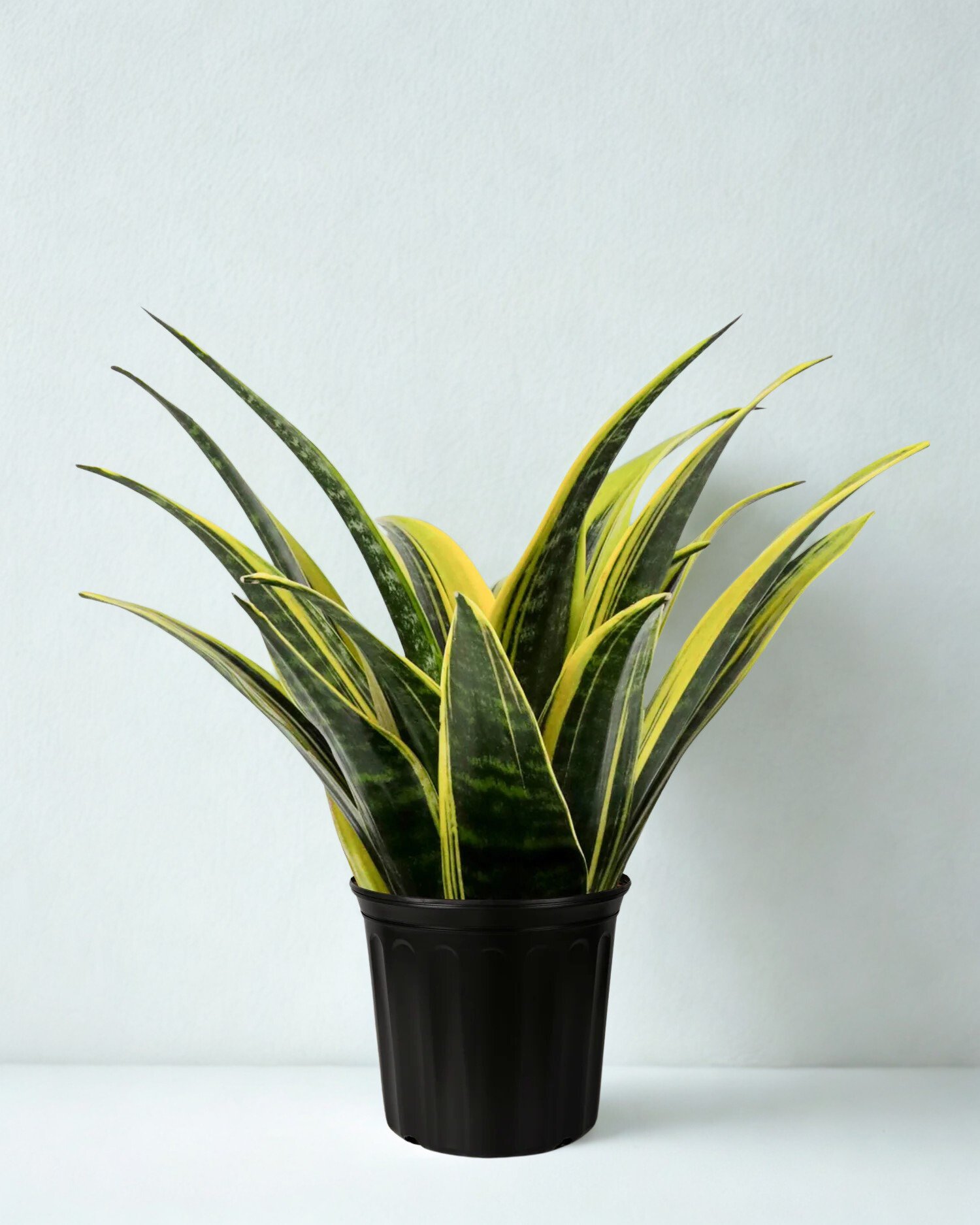 Sansevieria trifasciata 'Golden Flame'