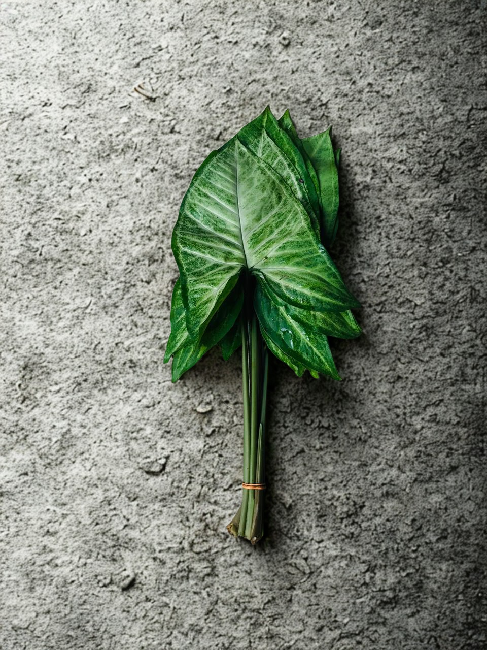 Syngonium