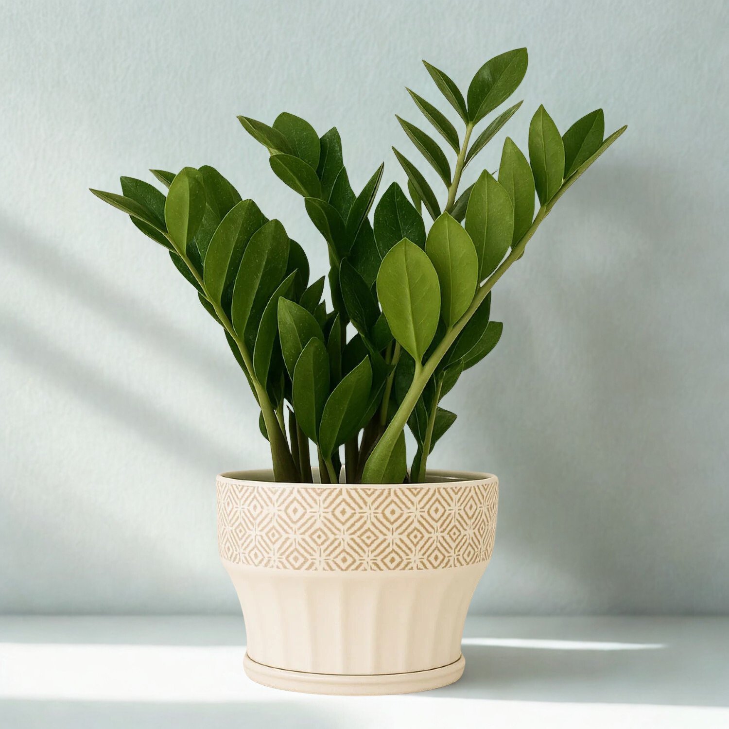 Zamioculcas zamiifolia
