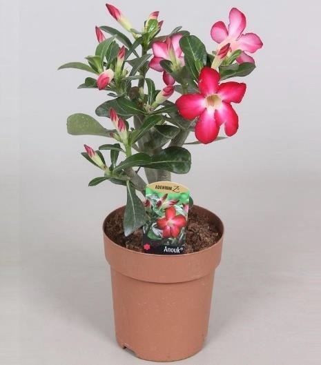 Adenium Obesum