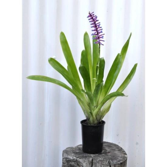 Aechmea Gamosepala