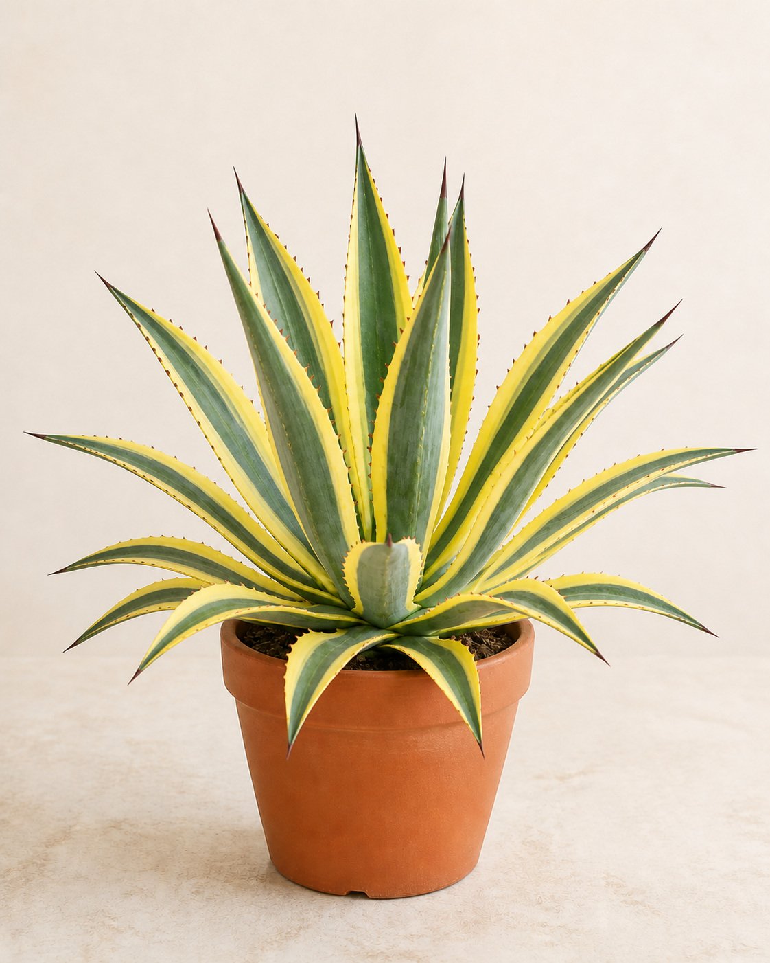 Illustration of Agave Americana Variegated