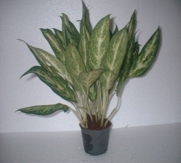 Aglaonema pseudobracteatum