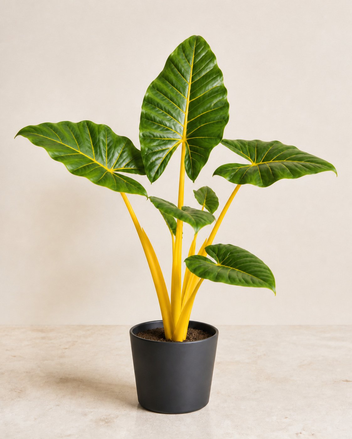 Illustration of Alocasia Gold