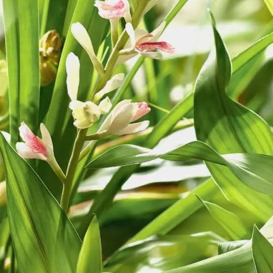 Galangal
