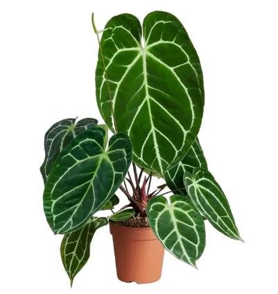 Anthurium Crystallinum