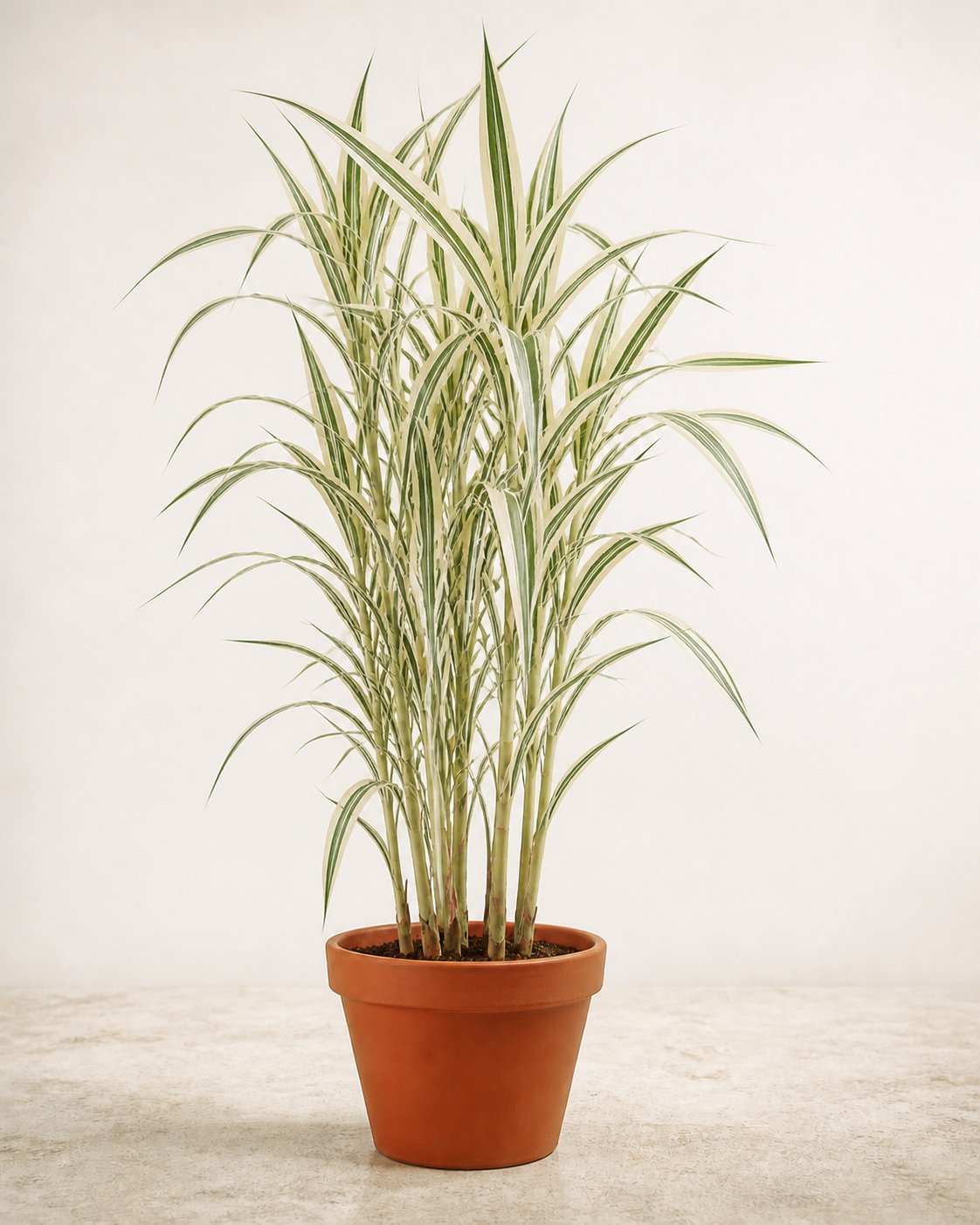 Illustration of Arundo Donax Variegata