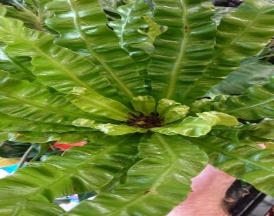 Asplenium Nidus