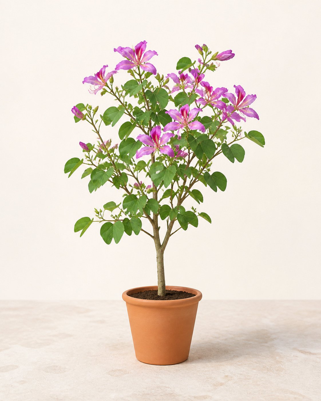 Illustration of Bauhinia Purpurea