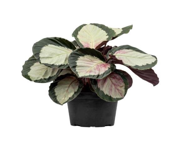 Calathea Corona
