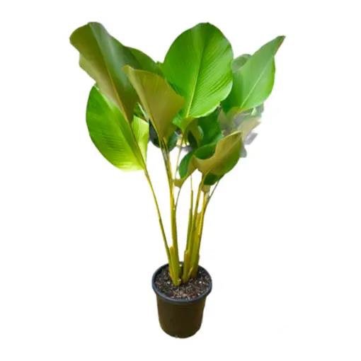 Calathea Lutea