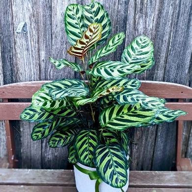 Calathea Makoyana