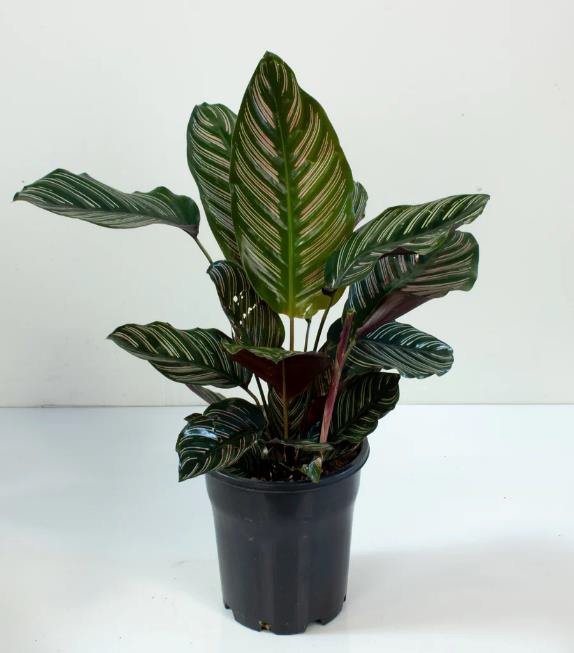 Calathea Ornata