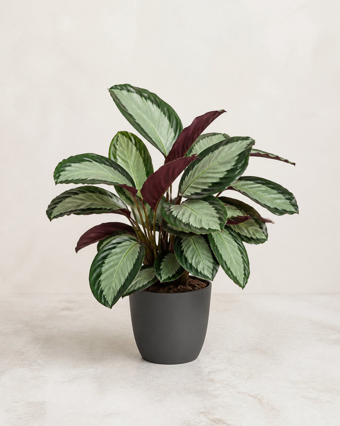 Illustration of Calathea Picturata