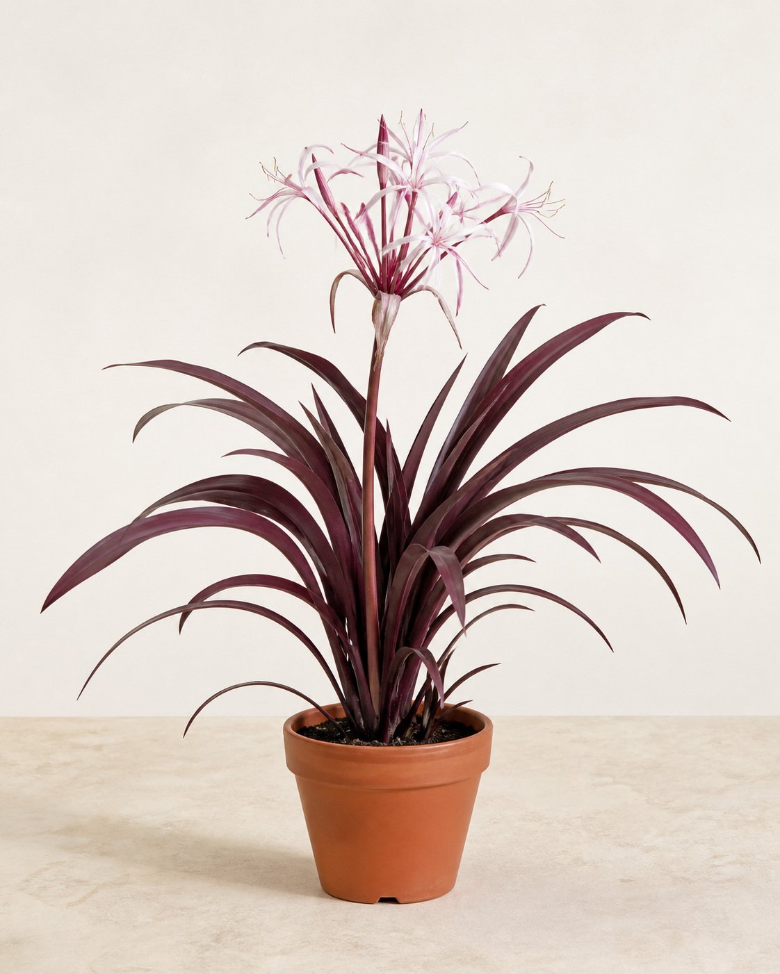 Illustration of Crinum Lily Purple