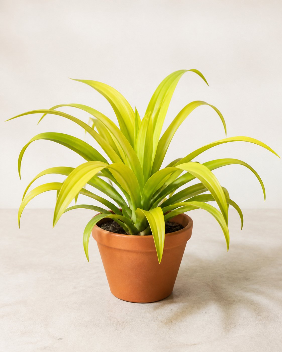 Illustration of Crinum Yellow Lily