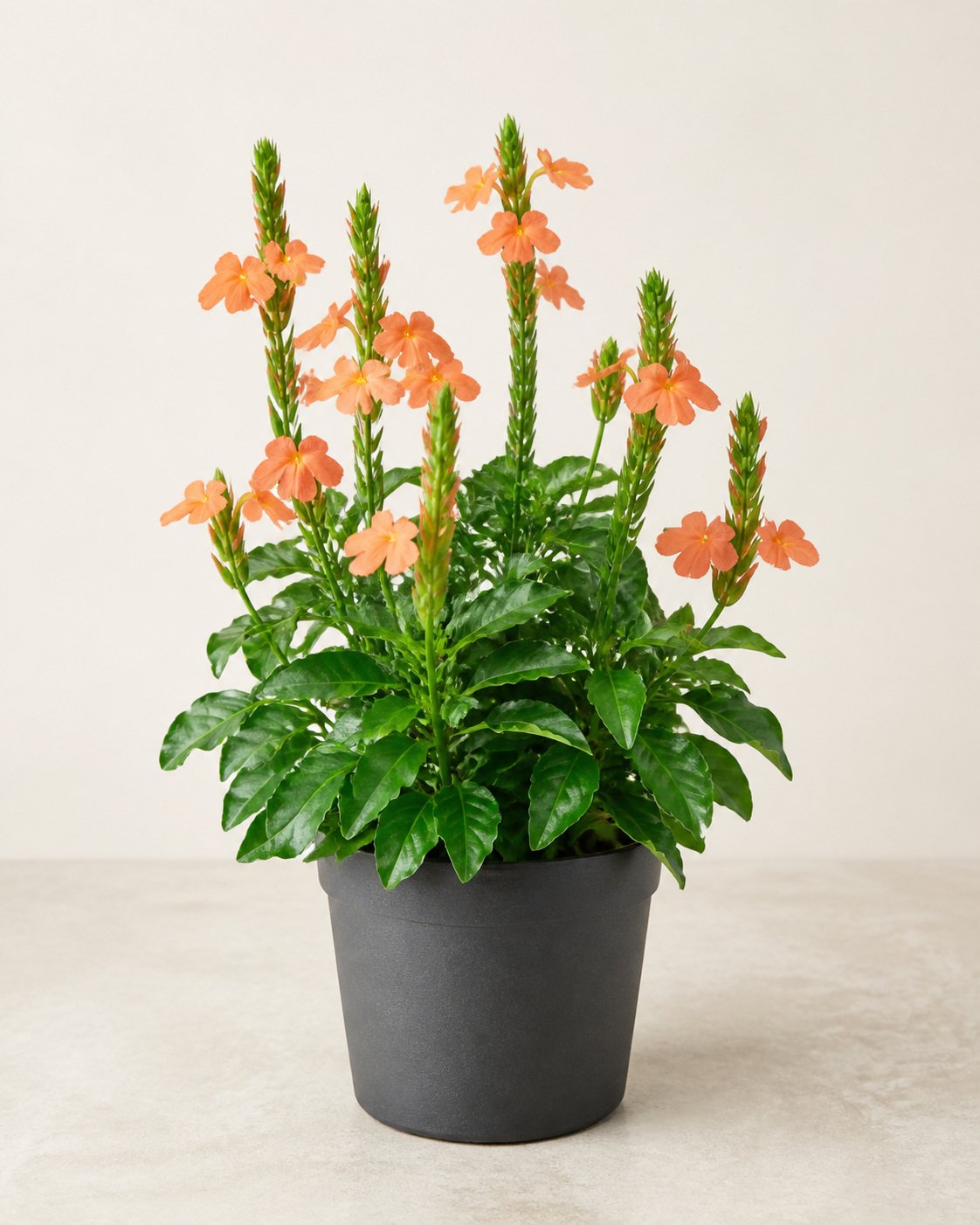 Illustration of Crossandra Infundibuliformis