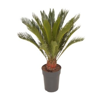 Cycad Indiana