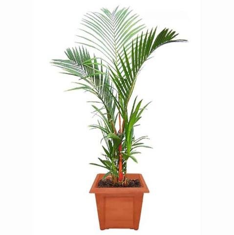 Cyrtostachys Renda