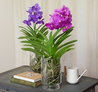 Dendrobium Orchid (Buds Ready)