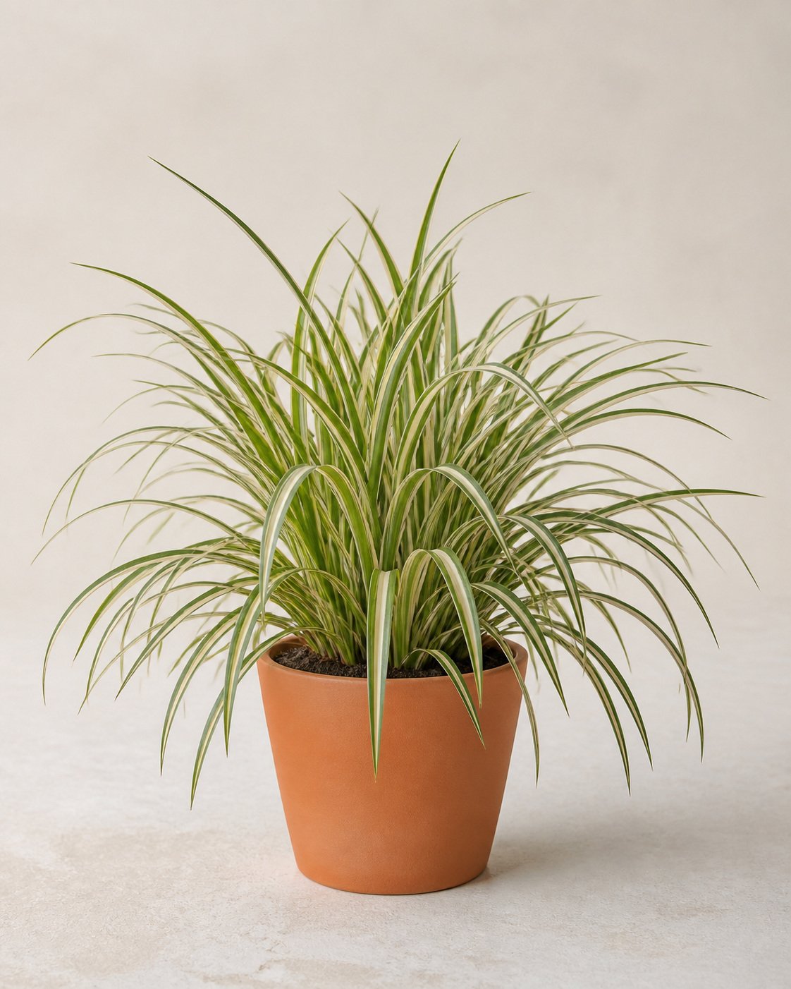 Illustration of Dianella White