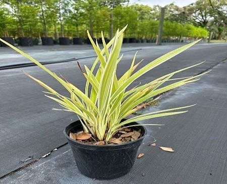 Dianella Yellow