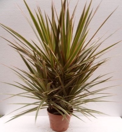 Dracaena Marginata Bicolor