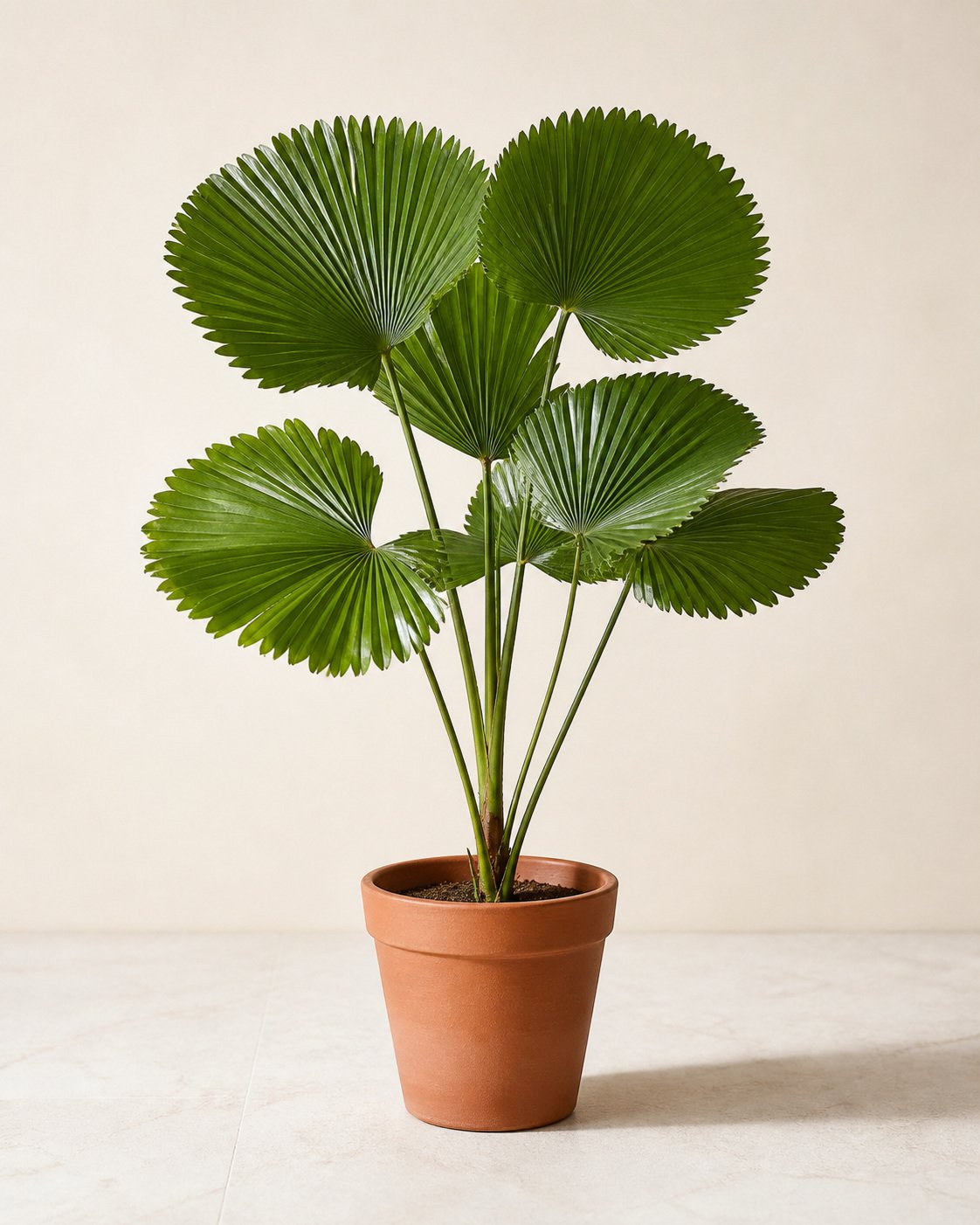 Illustration of Football Palm