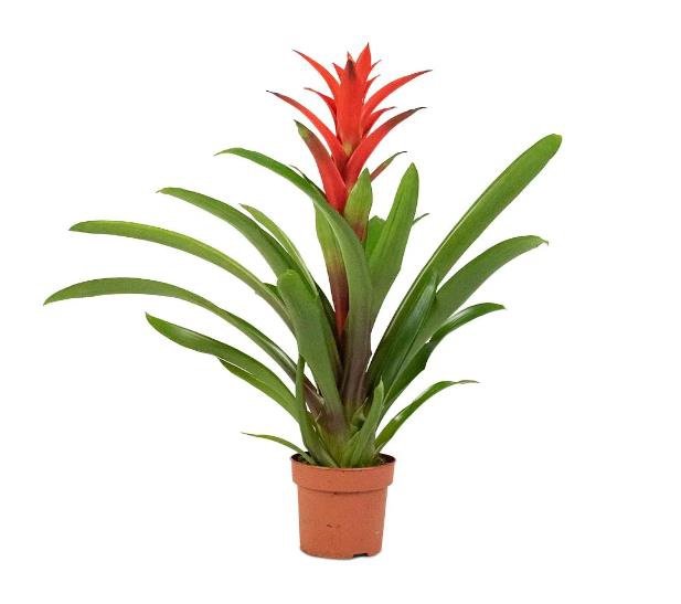 Guzmania Lingulata