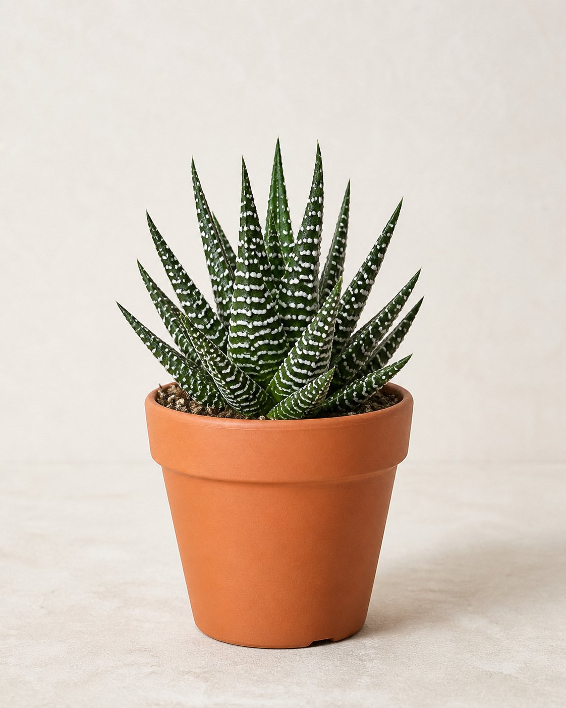 Illustration of Haworthia Attenuata (Big Band)