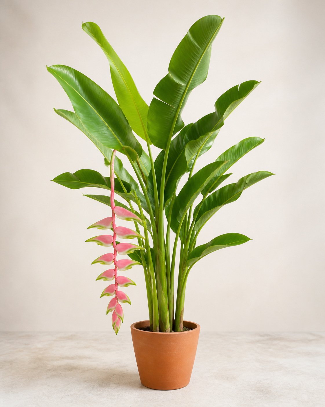 Illustration of Heliconia Chartacea (Sexy Pink)