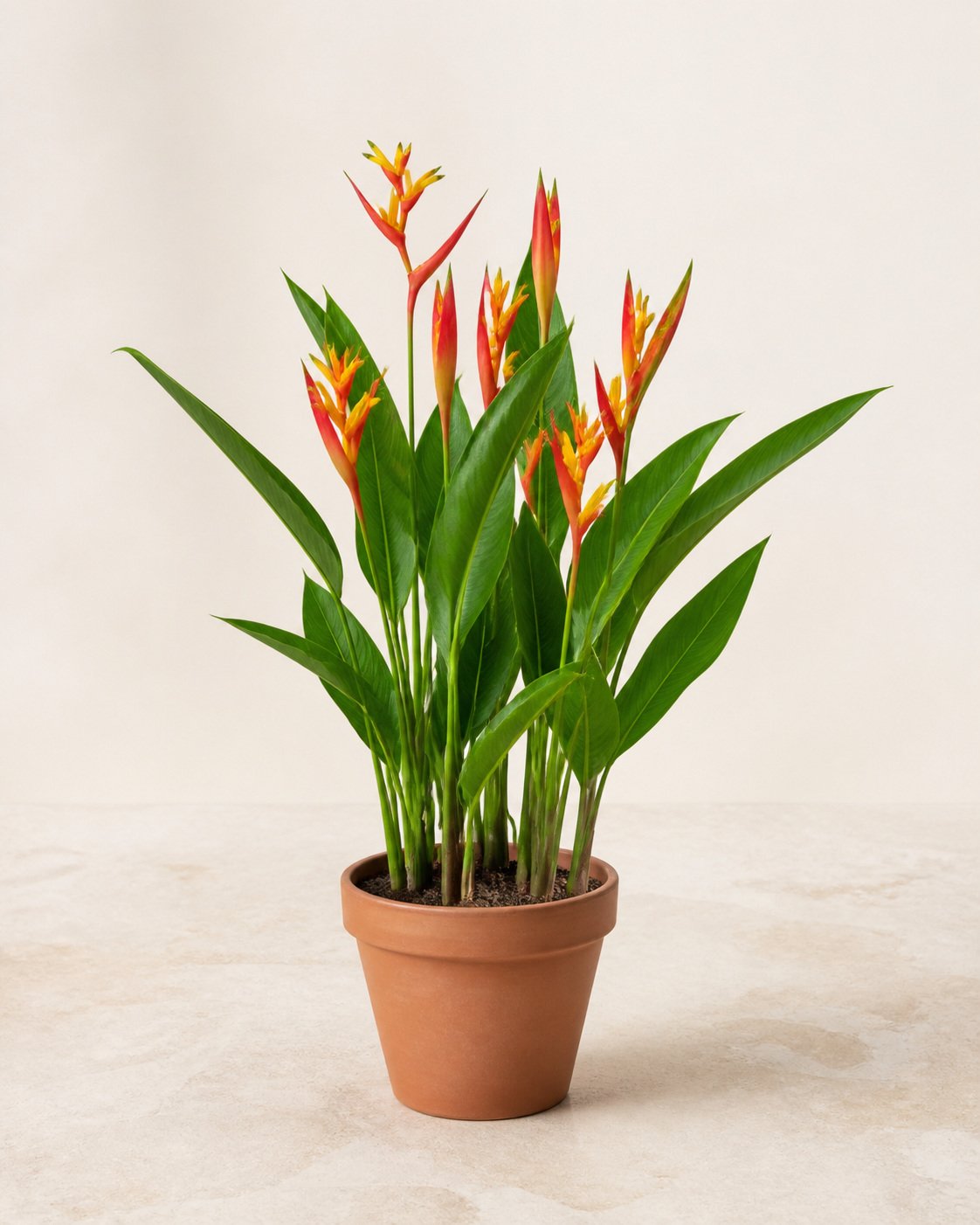 Illustration of Heliconia Psittacorum