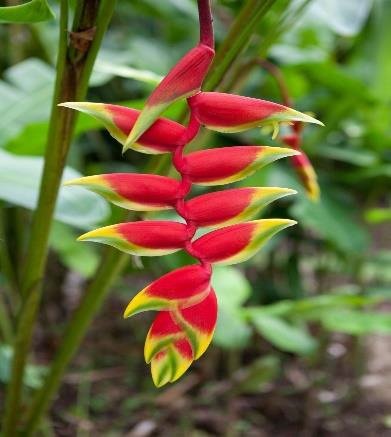Heliconia Rostrata Red