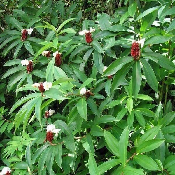 Costus White Flower