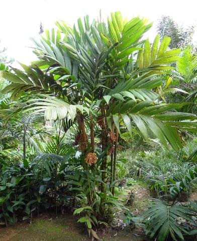 Ivory Palm