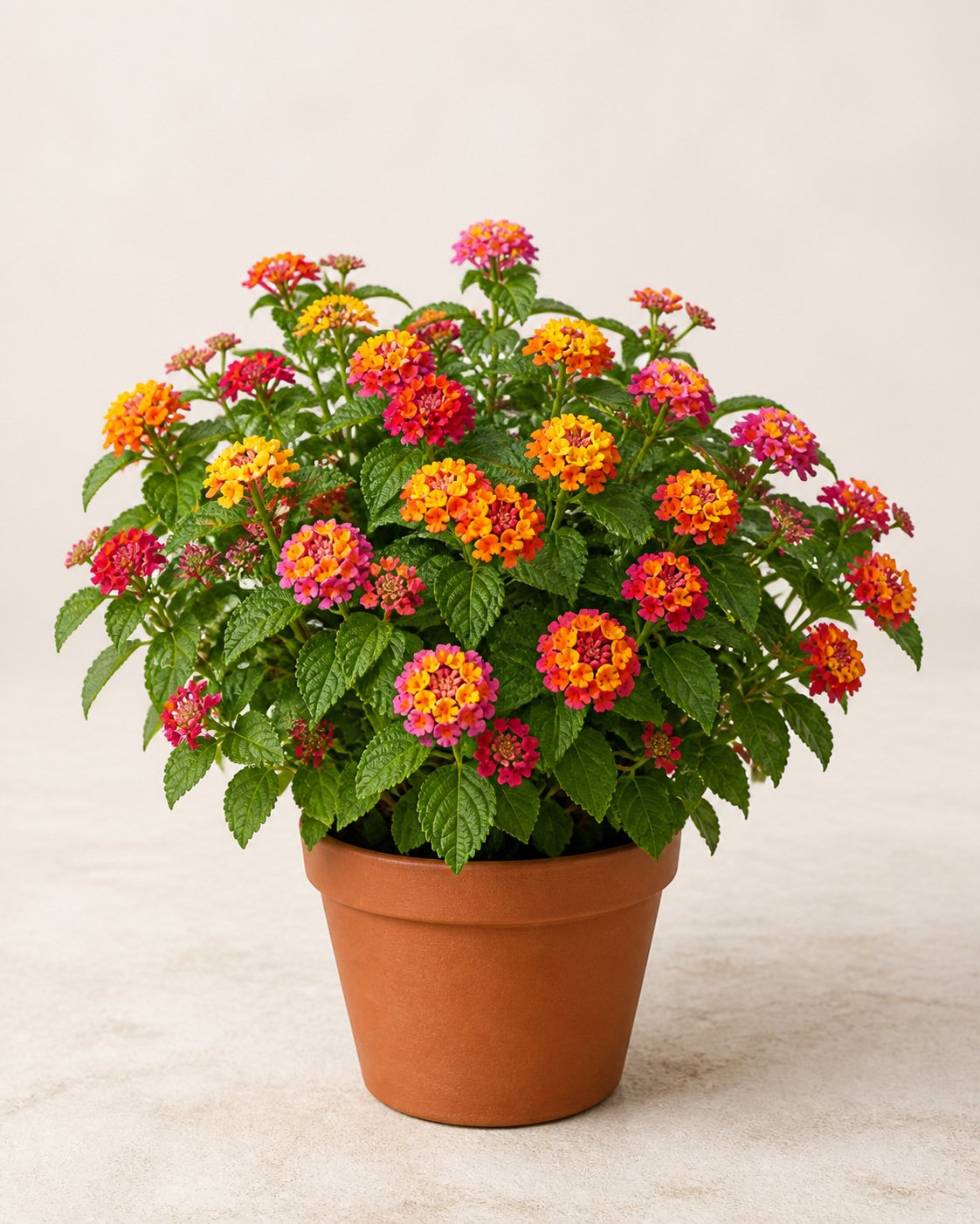 Illustration of Lantana Camara Mix