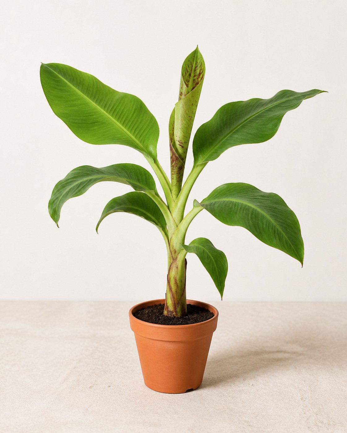 Illustration of Cavendish Banana Plant