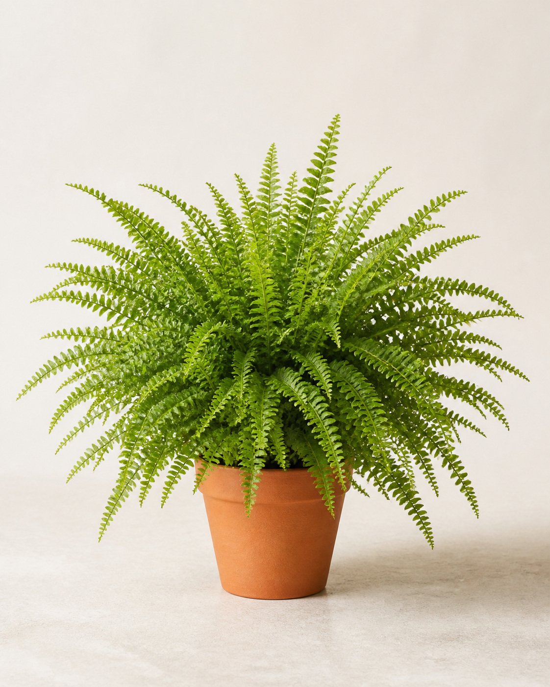 Illustration of Boston Fern