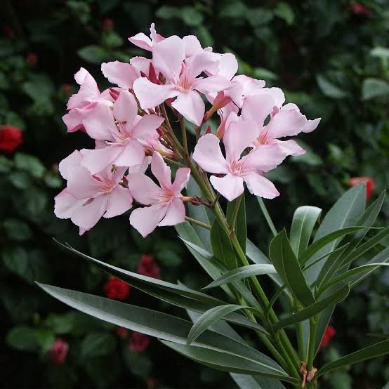 Nerium Oleander Mix