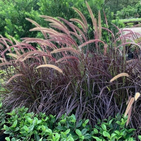 Pennisetum Setaceum Rubrum
