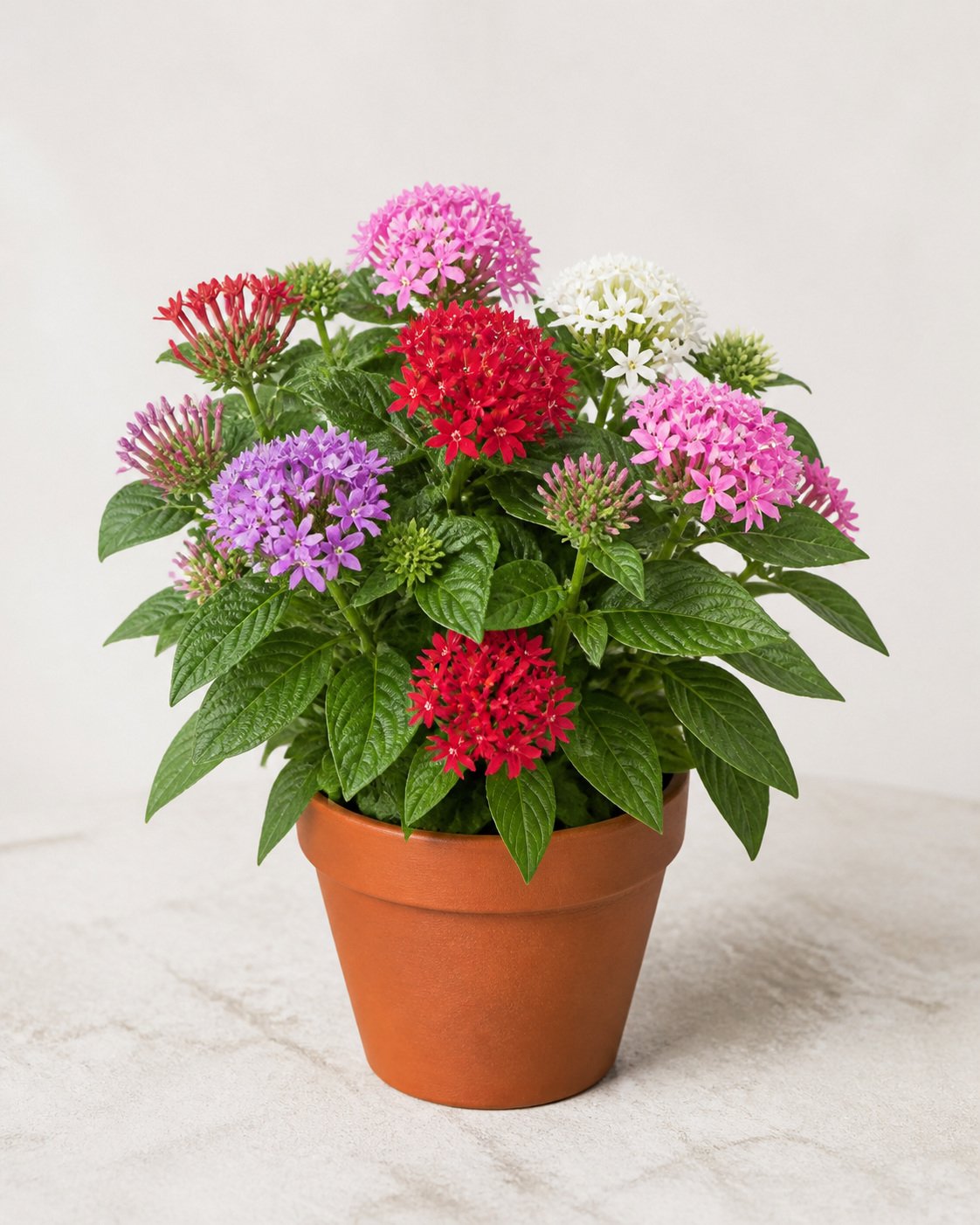Illustration of Pentas Lanceolata Mix