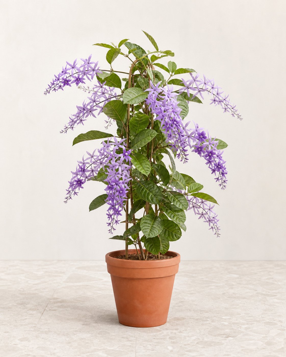 Illustration of Petrea Volubilis