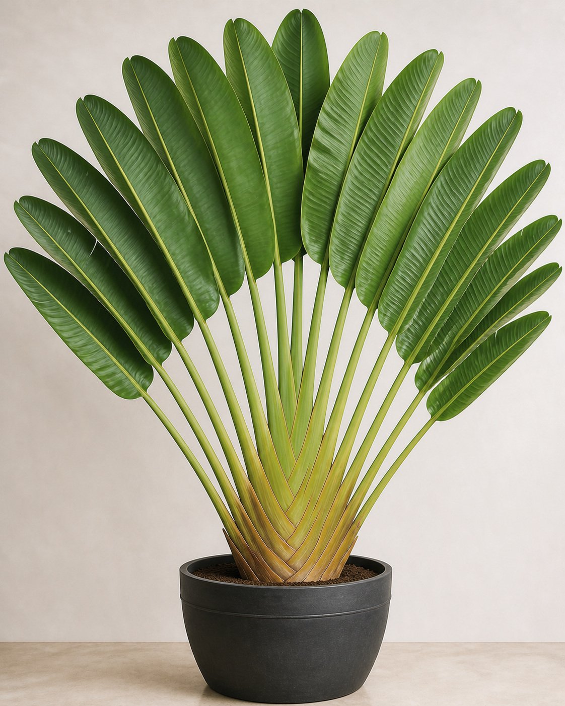 Illustration of Travelers Palm