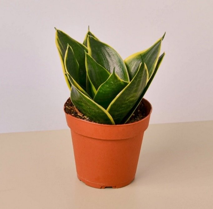 Dwarf Sansevieria Variegated