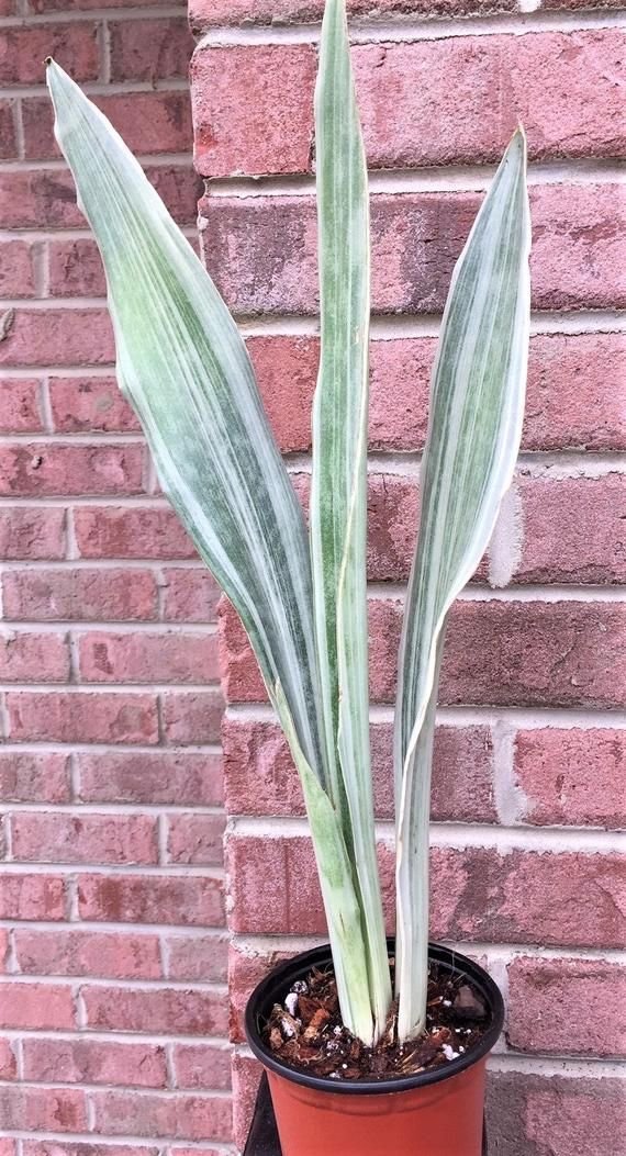 Sansevieria Sayuri Metallica