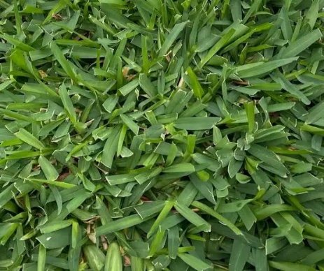 St. Augustine Grass