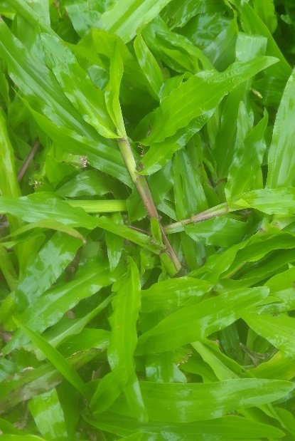 Netherland Buffalo Grass