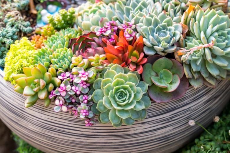 Assorted Succulent Plants