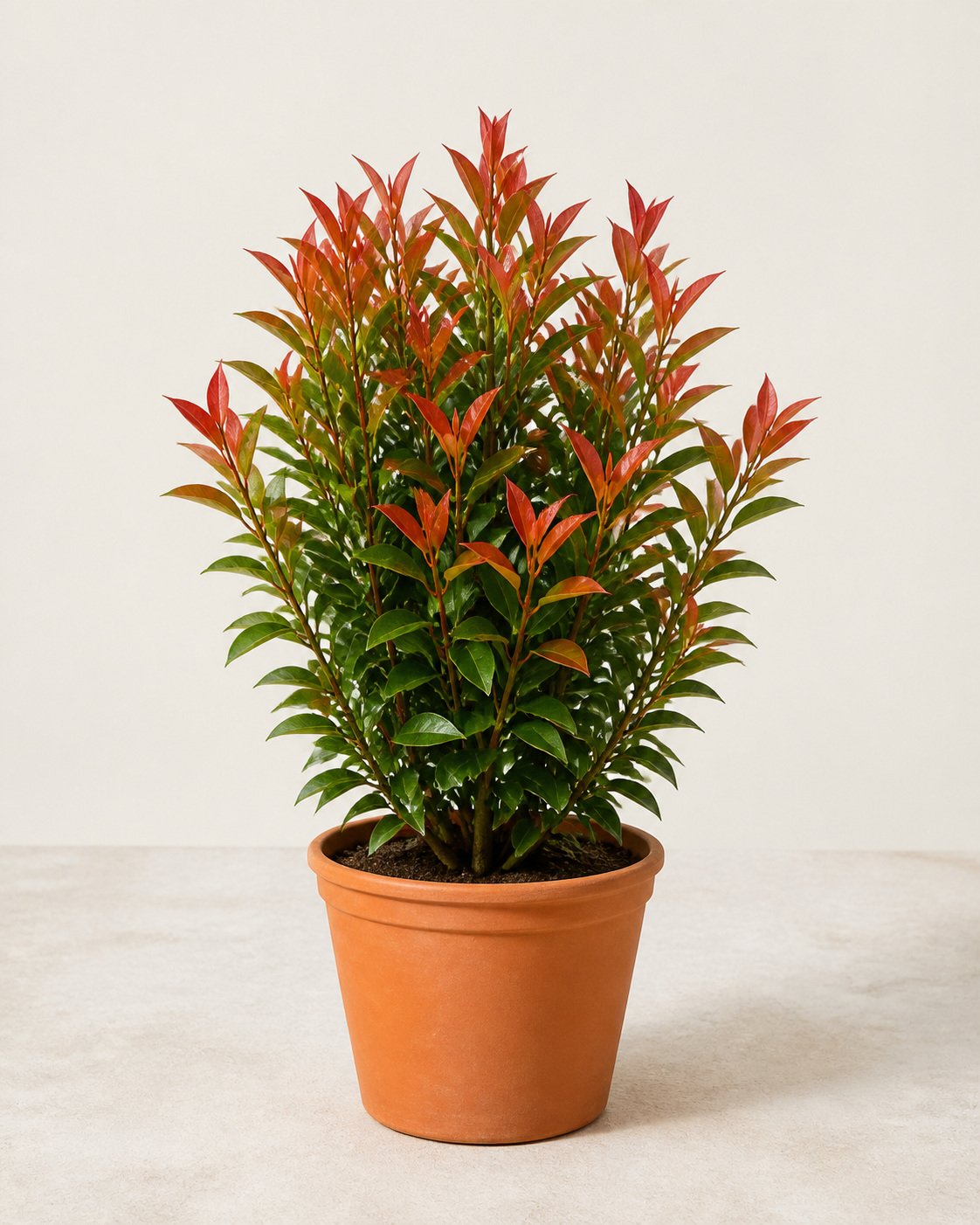 Illustration of Syzygium Myrtifolium